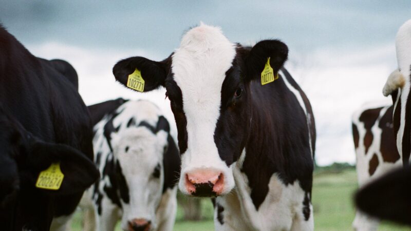 Governo de Marrocos isenta impostos para importação de carne bovina e caprina do Brasil