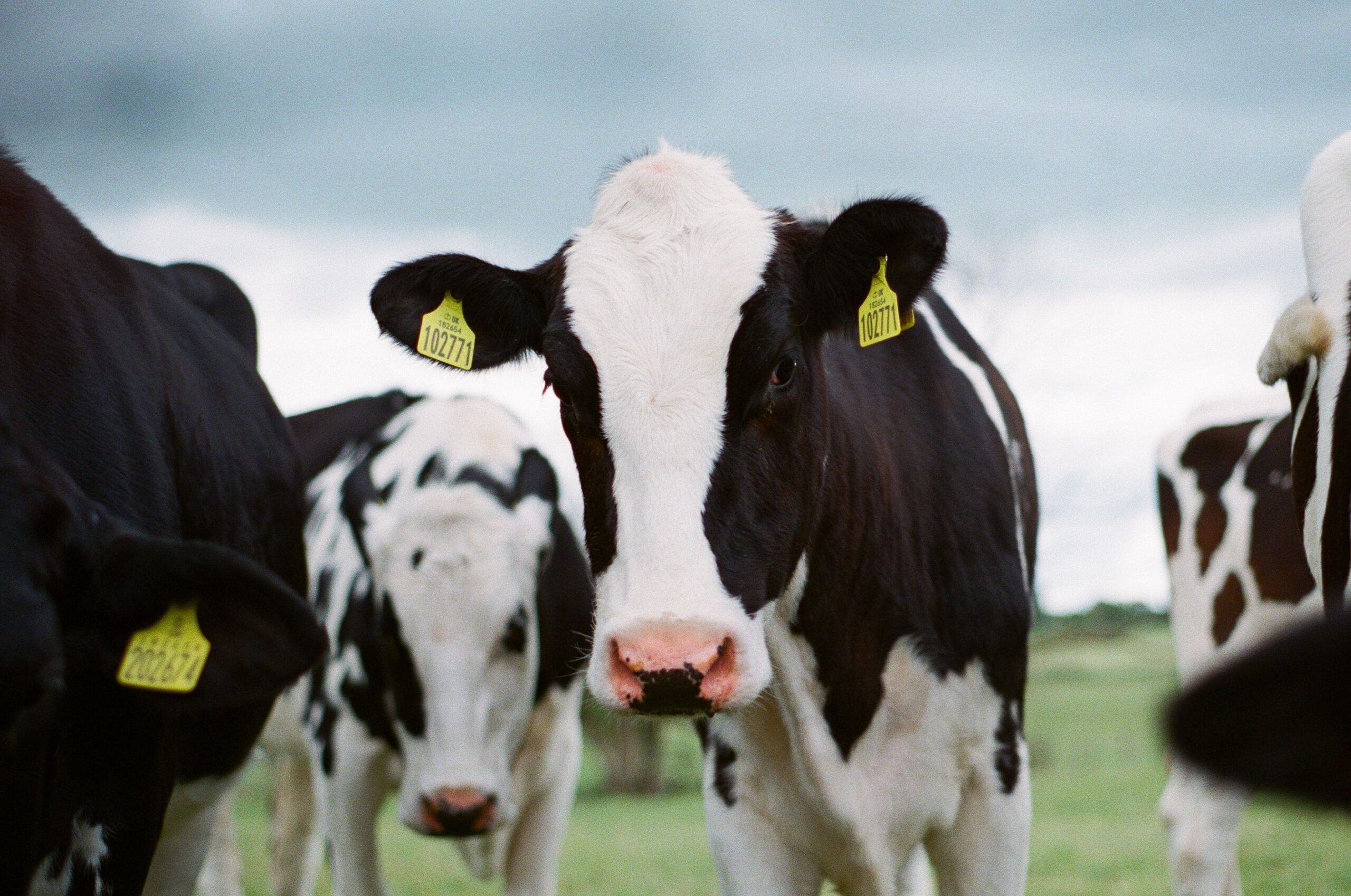 Governo de Marrocos isenta impostos para importação de carne bovina e caprina do Brasil