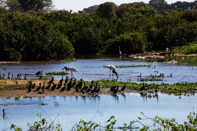 Supremo determina a criação de lei federal específica para a preservação do Pantanal