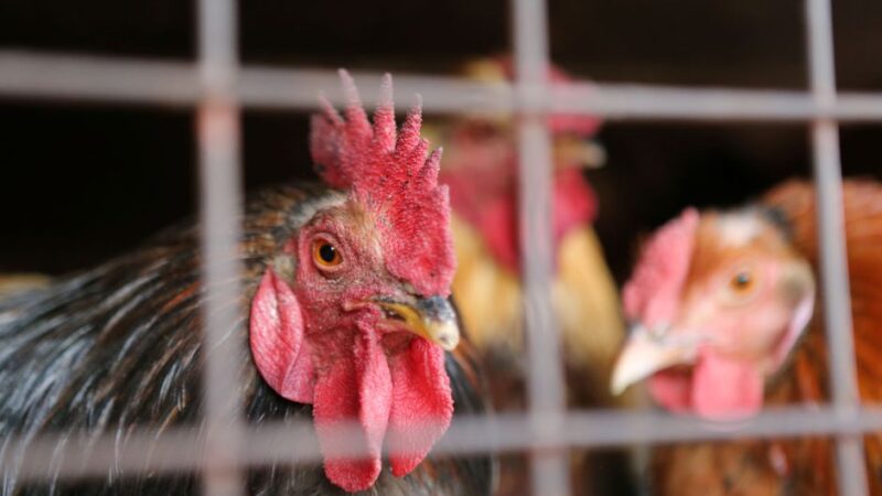 Gripe aviária: trabalhador de granja no RS é isolado por possível infecção