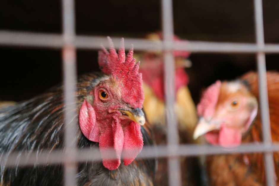 Gripe aviária: trabalhador de granja no RS é isolado por possível infecção