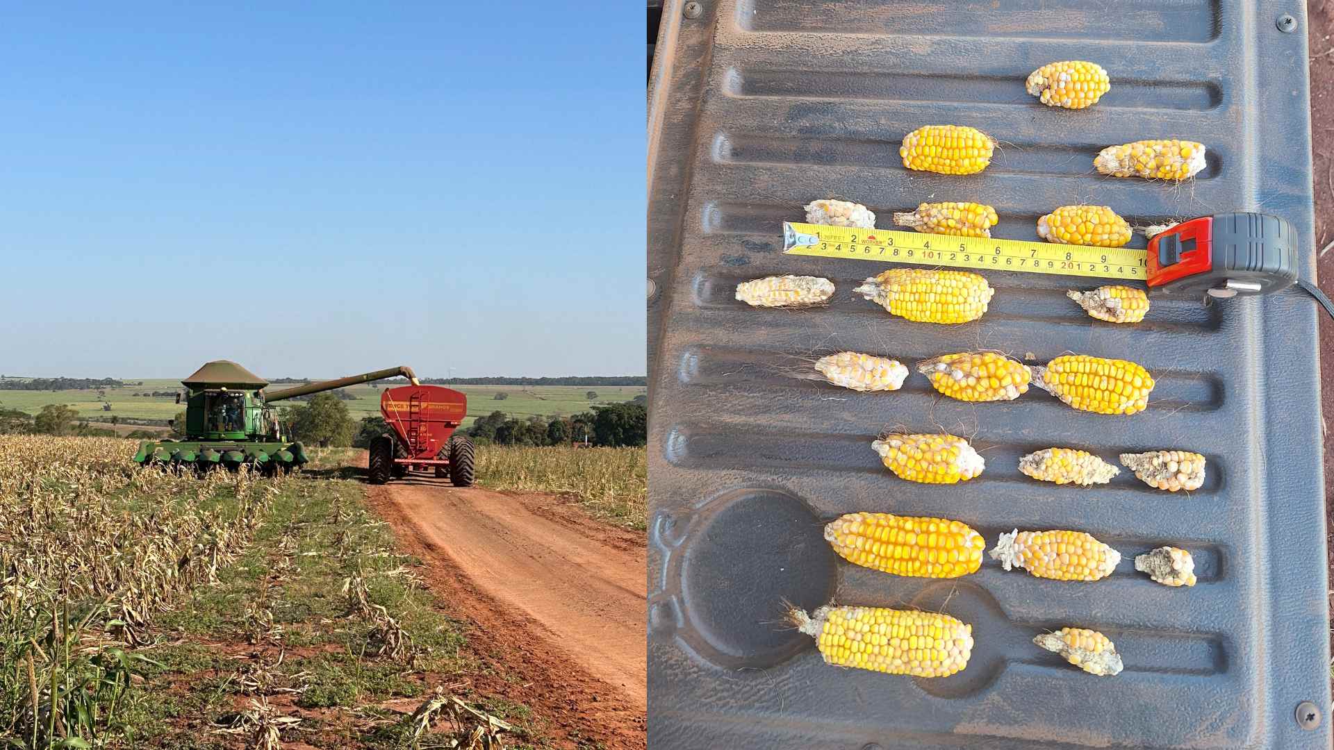 Produção de milho segunda safra 2023/24 deve ficar 19% abaixo da previsão inicial em Mato Grosso do Sul