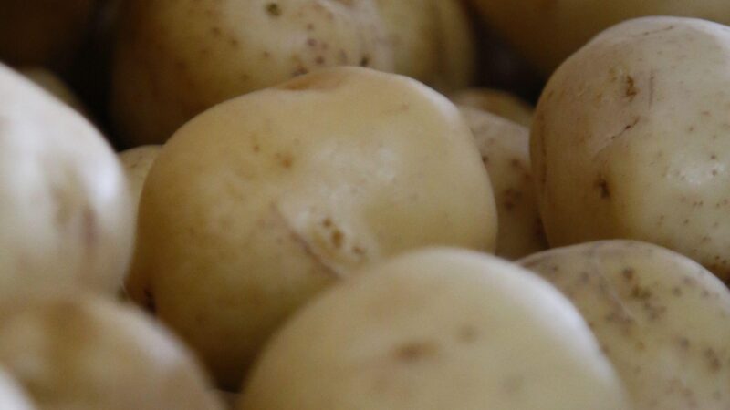Batata comum apresenta redução de R$ 20 na saca no Ceasa da Capital