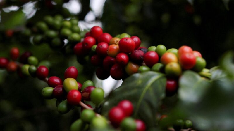 Café robusta atinge pico de 16 anos, açúcar sobe pela 5ª sessão