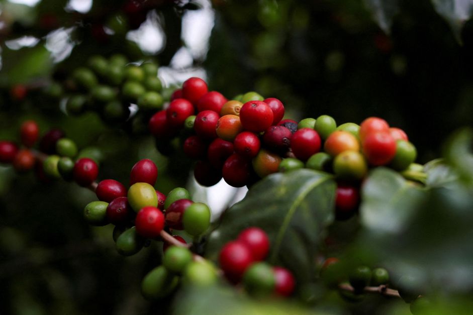 Café robusta atinge pico de 16 anos, açúcar sobe pela 5ª sessão