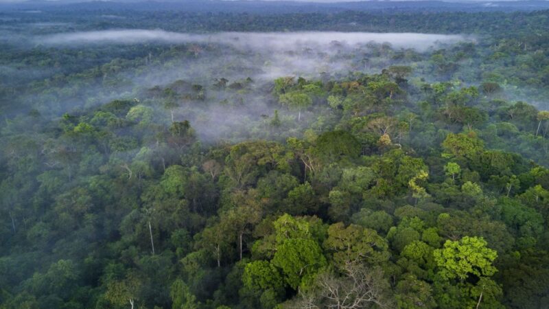 Empresários e economistas assinam pacto pela natureza para enfrentar mudanças climáticas