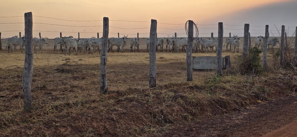 Indea e Gefron impedem entrada clandestina de gado vindo da Bolívia – Jornal Advogado – Em Mato Grosso