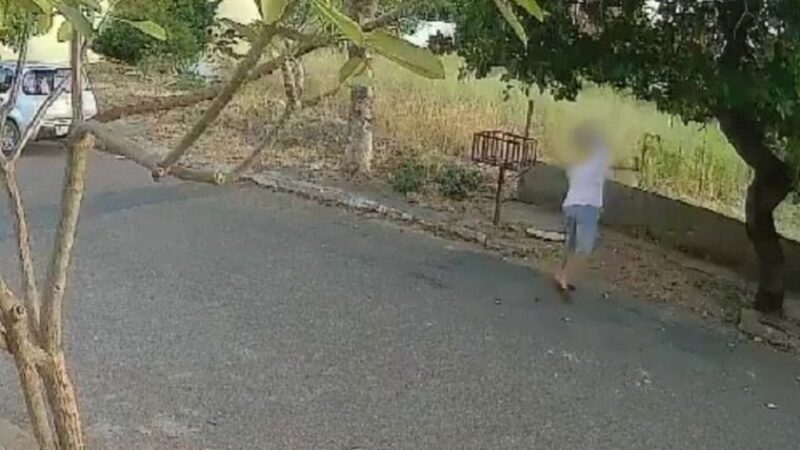 MP denuncia professor por morte de gata e pede indenização de R$ 300 mil – Jornal Advogado – Em Mato Grosso