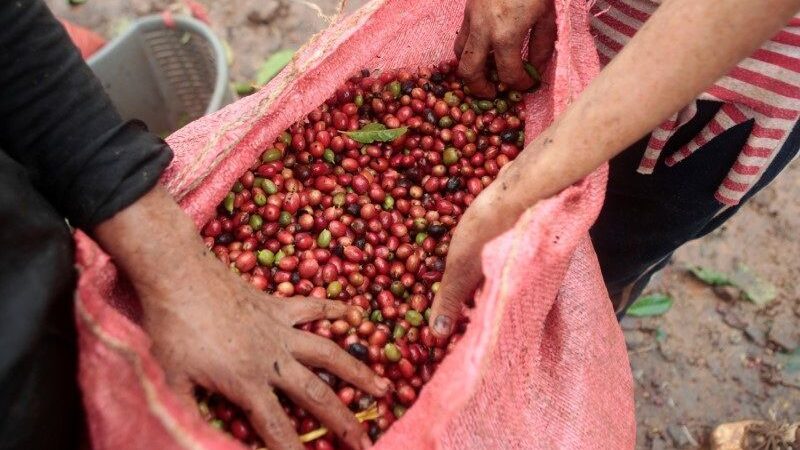 Preços do café disparam após geadas no Brasil, preocupação com frio permanece