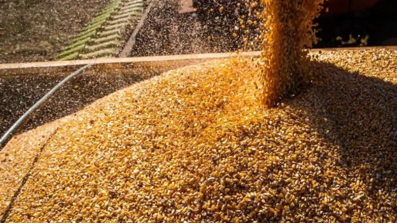 Produção brasileira de grãos na safra 23/24 deve alcançar 298,6 milhões de toneladas