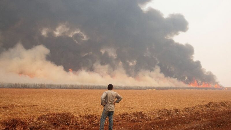Produtores de cana estimam prejuízo de R$ 350 milhões por incêndios em SP