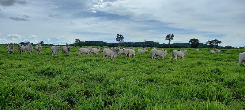 Tradição e Inovação na Pecuária Moderna é o tema do 3º Encontro Técnico da Pecuária, em Rondonópolis – Jornal Advogado – Em Mato Grosso
