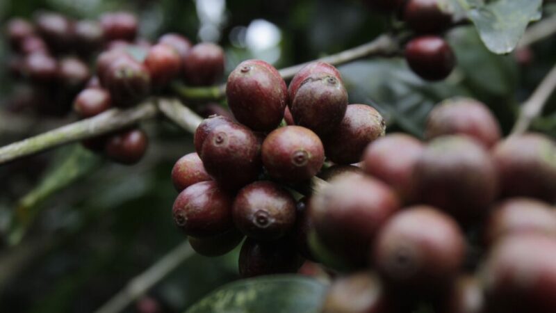 Previsão de safra de café 2024 do Brasil cai em meio à seca, mostra IBGE – Jornal Advogado – Em Mato Grosso