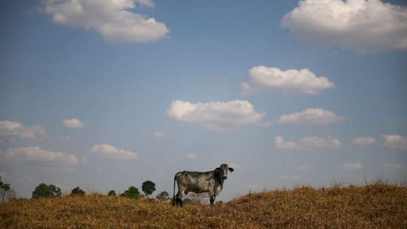 Brasil apresenta recuperação de pastagens no G20 Agro como alternativa para aumentar a produção de alimento