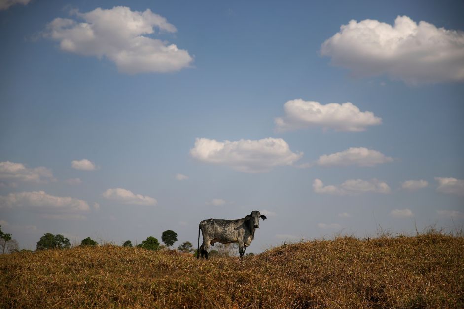 Brasil apresenta recuperação de pastagens no G20 Agro como alternativa para aumentar a produção de alimento