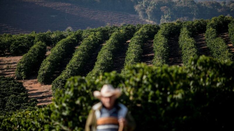 Brasil deixa de ganhar R$ 2,6 bilhões com atrasos na exportação de café