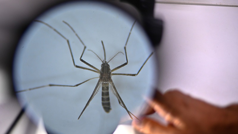 Brasil ultrapassa 6,5 milhões de casos prováveis de dengue este ano – Jornal Advogado – Em Mato Grosso