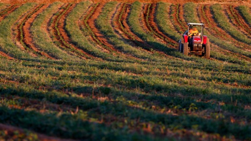 Café recua após máximas de vários anos com fatores climáticos no radar
