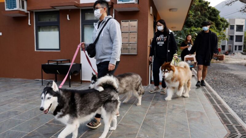 China terá, em breve, mais pets do que crianças pequenas; entenda por que equação ameaça economia
