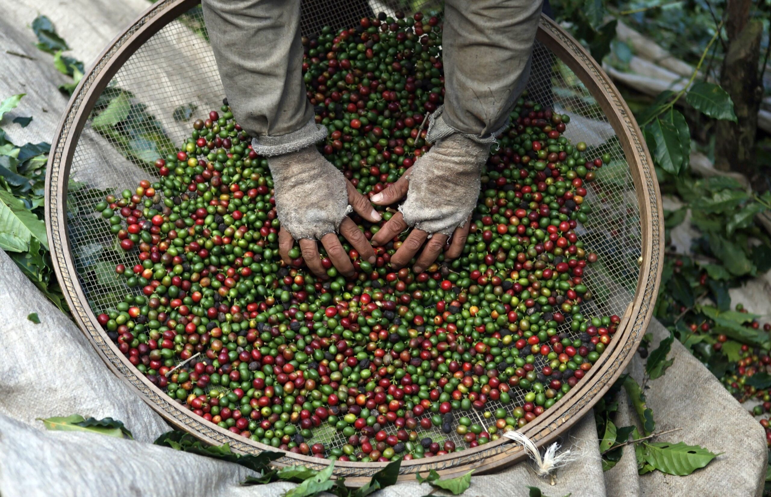 Conab corta estimativa de safra de café do Brasil e vê queda ante 2023