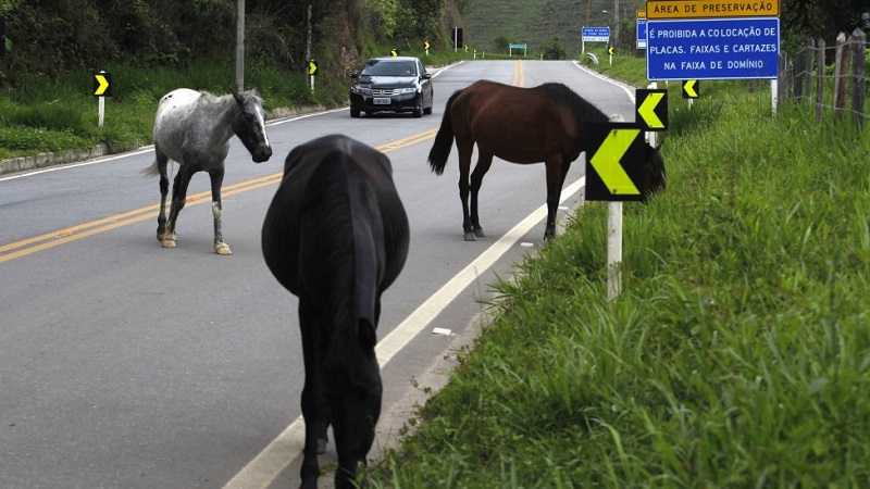 Concessionária responde por acidentes causados por animais domésticos na rodovia, decide Corte Especial – Jornal Advogado – Em Mato Grosso