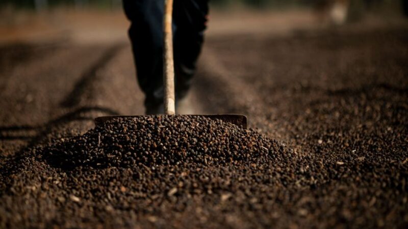 Cooperativas usam inteligência artificial na classificação do café