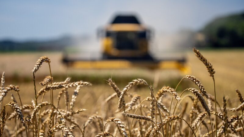 Preços mundiais dos alimentos têm leve queda em agosto, diz FAO