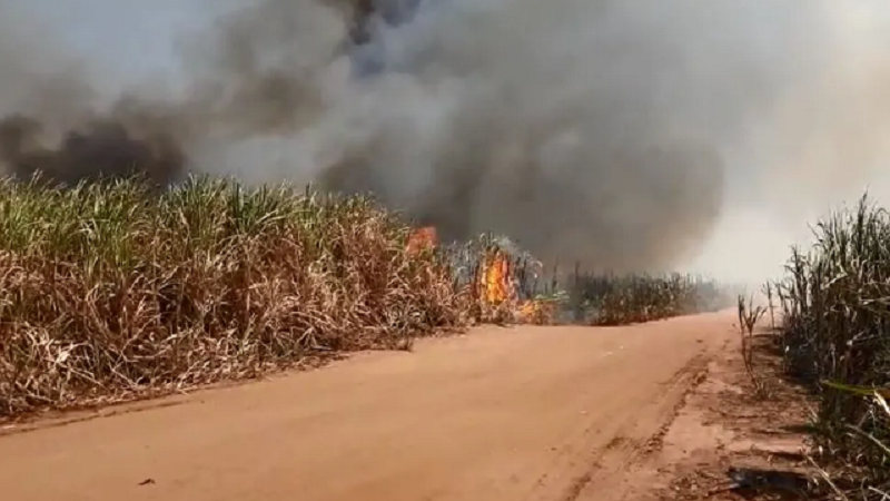 Produtores de cana atingidos por queimadas terão crédito para replantio, diz ministro Carlos Fávaro – Jornal Advogado – Em Mato Grosso