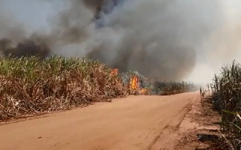 Produtores de cana atingidos por queimadas terão crédito para replantio, diz ministro Carlos Fávaro – Jornal Advogado – Em Mato Grosso