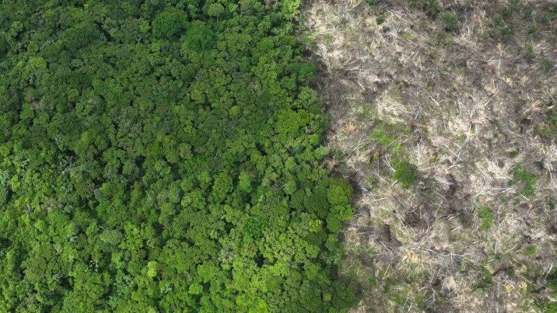 R$ 1 bilhão: veja quais empresas compraram crédito de carbono da Amazônia