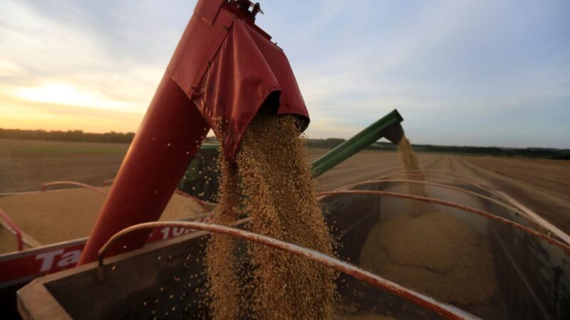 Safra de soja 24/25 do Brasil deve crescer 12,7%, estima Conab – Jornal Advogado – Em Mato Grosso
