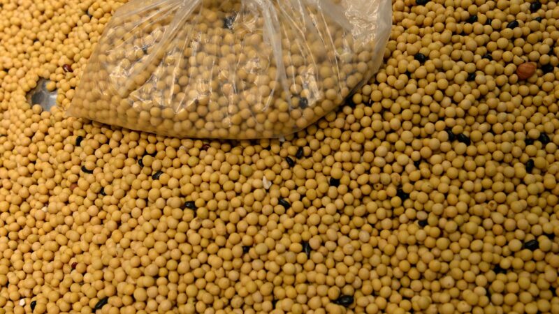 Área de soja de MT deve saltar 33% em dez anos com avanço em pastagens, diz Imea
