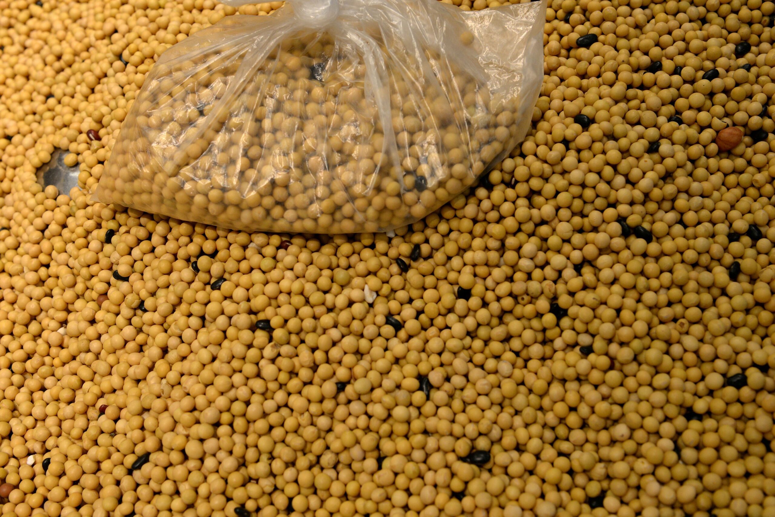 Área de soja de MT deve saltar 33% em dez anos com avanço em pastagens, diz Imea
