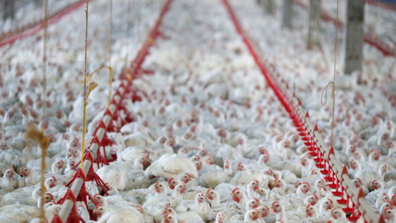 Exportação de frango brasileiro alcança 2º maior volume da história em setembro, diz entidade
