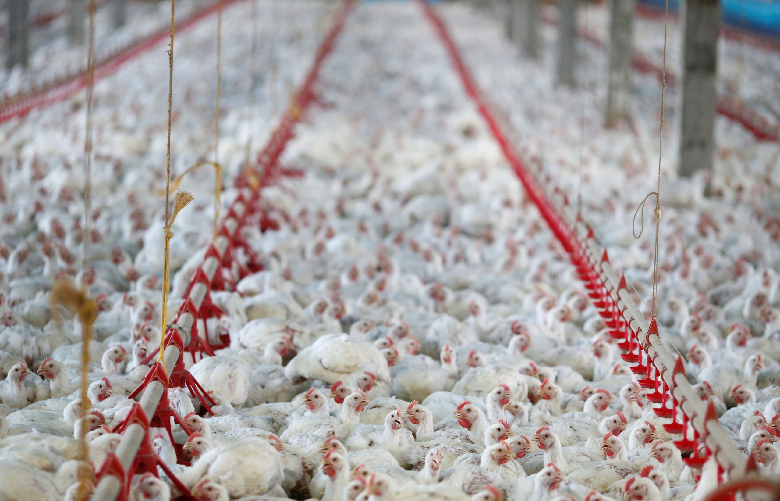 Exportação de frango brasileiro alcança 2º maior volume da história em setembro, diz entidade