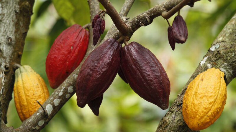 Cacau lidera alta das commodities pelo 2º ano, enquanto ingredientes de aço sofrem com demanda da China