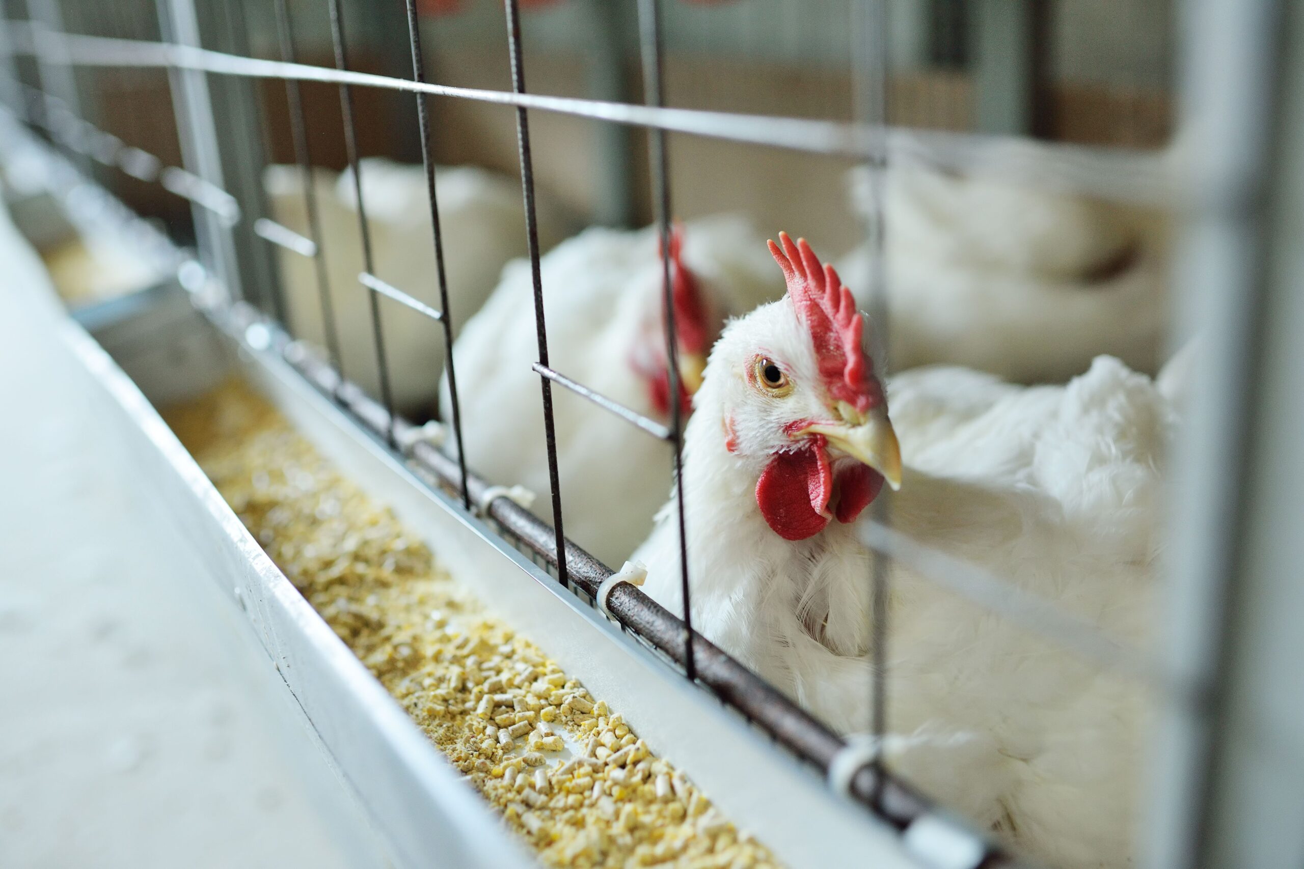 Ministério da Agricultura espera concluir embargos de exportação de frangos nos próximos dias