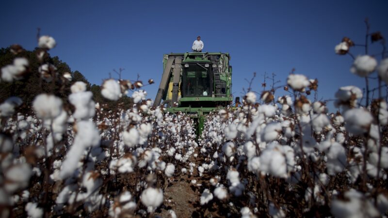 Safra 2024 terá produção maior de algodão, feijão, arroz e trigo, prevê IBGE
