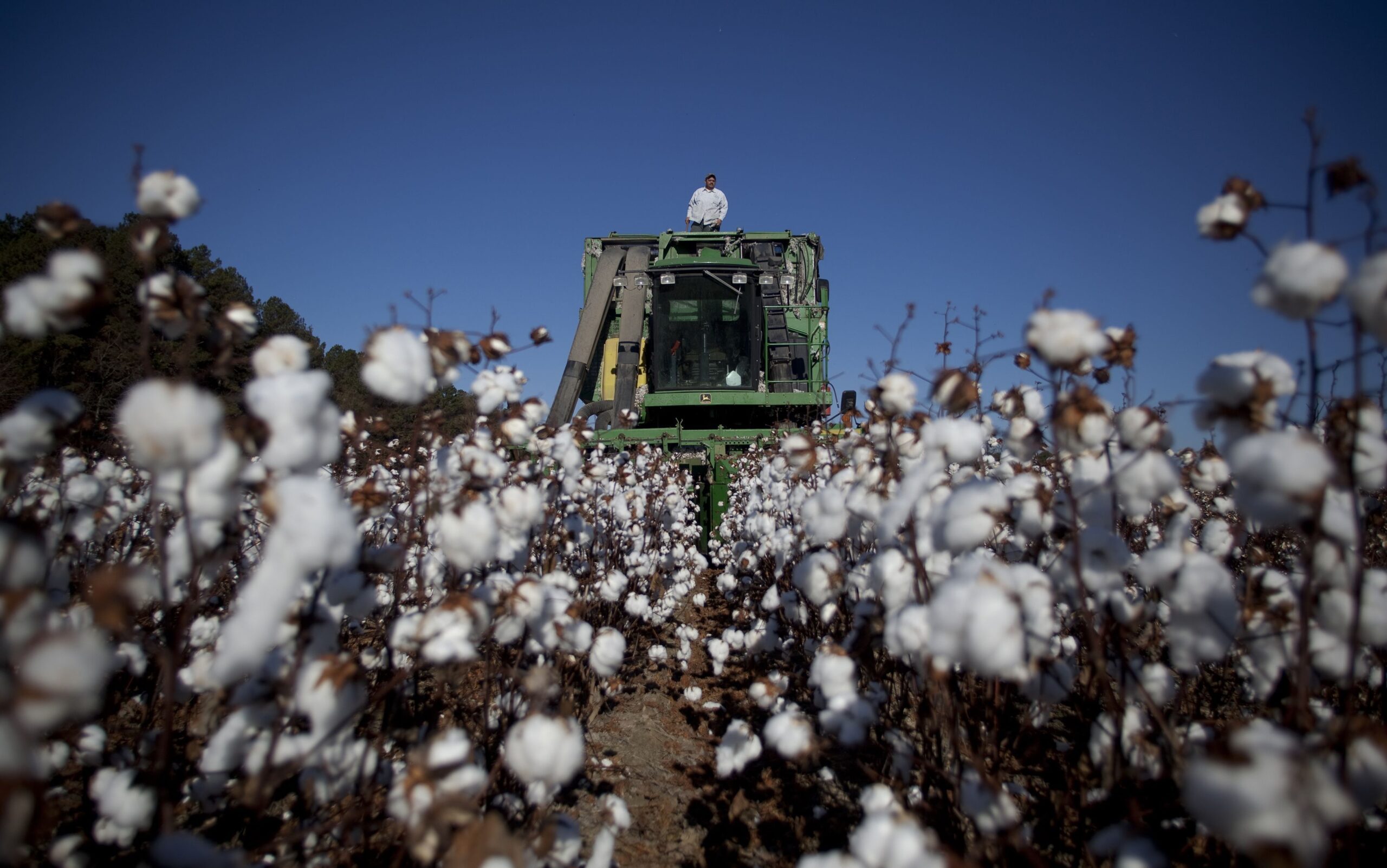 Safra 2024 terá produção maior de algodão, feijão, arroz e trigo, prevê IBGE