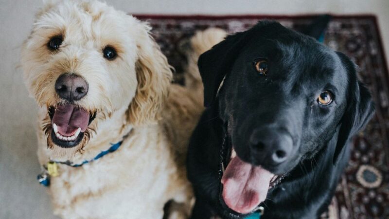 Alemanha alcança arrecadação recorde do imposto sobre cachorro: R$ 2,4 bilhões