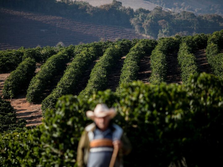 Produção de café do Brasil deve cair 4,4% em 2025, prevê Conab