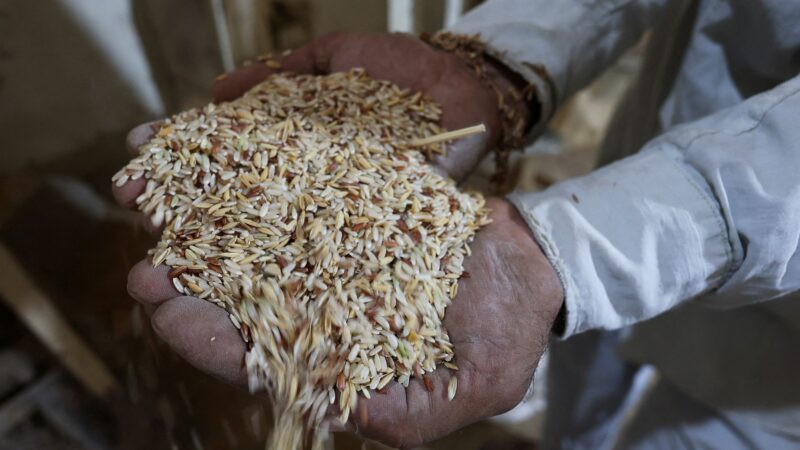 Conab fará leilões de opções de arroz e indica que programa deve atrair interesse