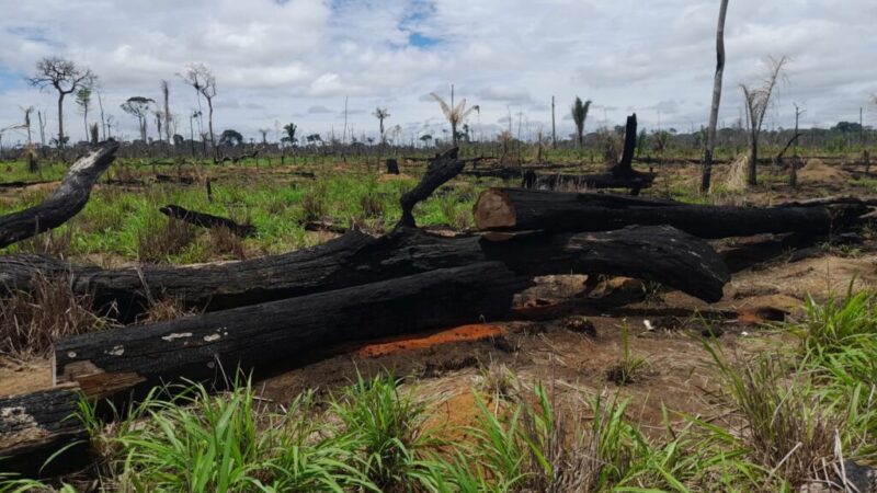 Forças de segurança fiscalizam fazendas no noroeste de MT e aplicam cerca de R$ 24,2 milhões em multas – Jornal Advogado – Em Mato Grosso