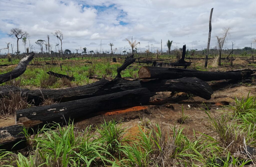 Forças de segurança fiscalizam fazendas no noroeste de MT e aplicam cerca de R$ 24,2 milhões em multas – Jornal Advogado – Em Mato Grosso