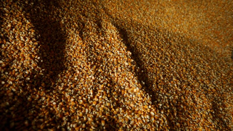 Importações de milho pela China despencam 90% em 2024