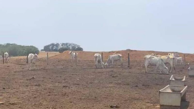 MPMT aciona fazendeiro por maus-tratos a 2 mil cabeças de gado – Jornal Advogado – Em Mato Grosso
