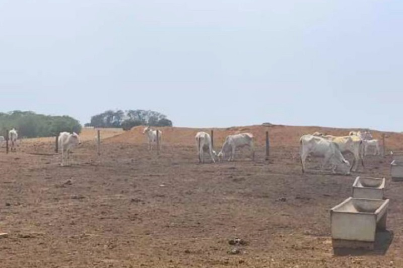 MPMT aciona fazendeiro por maus-tratos a 2 mil cabeças de gado – Jornal Advogado – Em Mato Grosso