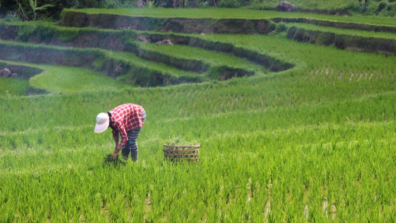 Investimento no agro ajuda a enfrentar mudanças climáticas, aponta Davos