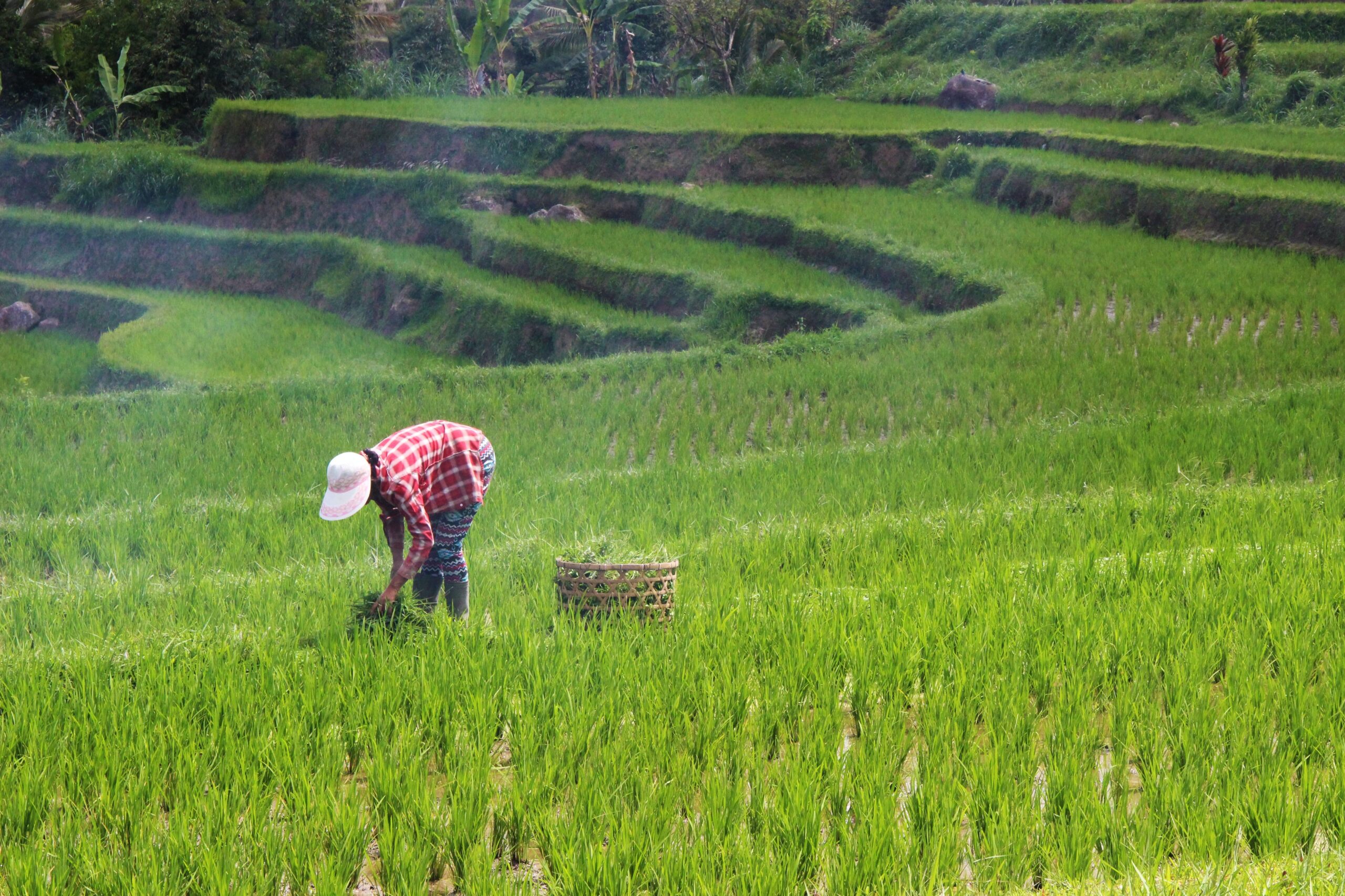 CNA projeta queda de 1,9% no valor bruto do agro do Brasil em 2024