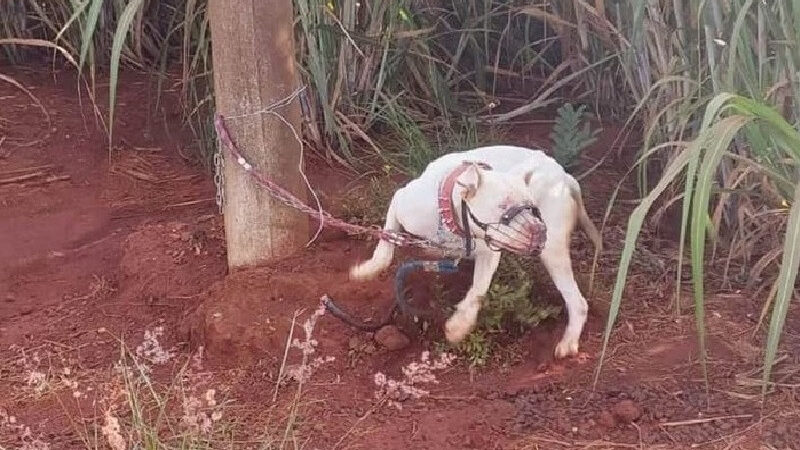 Polícia Militar resgata seis pitbulls vítimas de maus-tratos e prende jovem em flagrante – Jornal Advogado – Em Mato Grosso